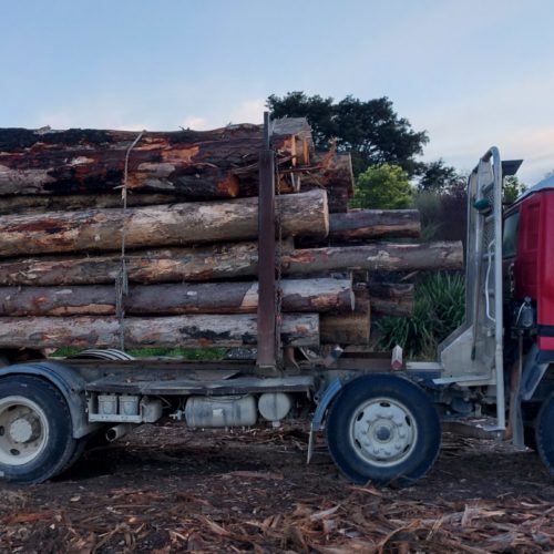 Mixed - Firewood Logs - Image 2