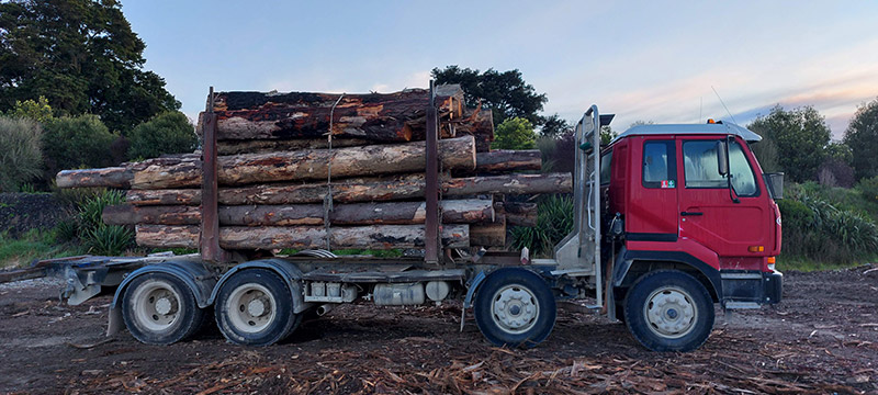 Tree Removal-800w